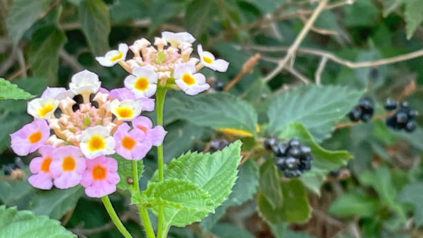 istock Close up lantana flowers in nature 1388098966