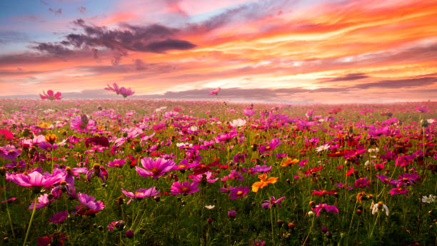 istock Cosmos flowers field and plants. 1388099802