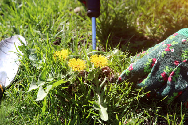 A man pulling dandelion / weeds out from the grass loan. stock photo