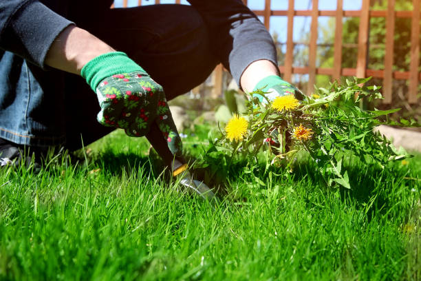 A man pulling dandelion / weeds out from the grass loan.