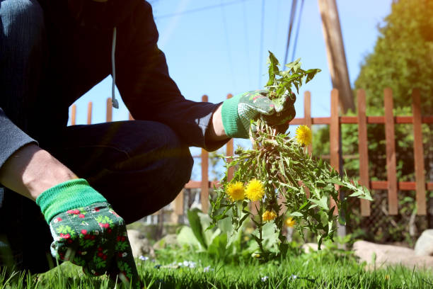 istock A man pulling dandelion / weeds out from the grass loan. 1388104067