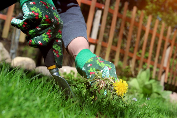 A man pulling dandelion / weeds out from the grass loan. stock photo