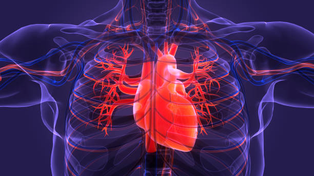 istock Human Circulatory System Heart Anatomy 1388104199