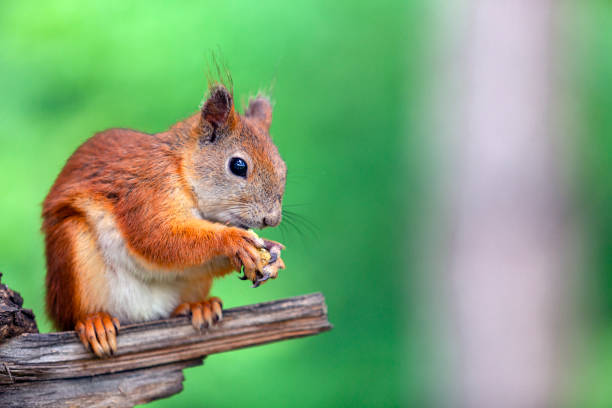 istock A red squirrel In the forests near Moscow. 1388109150