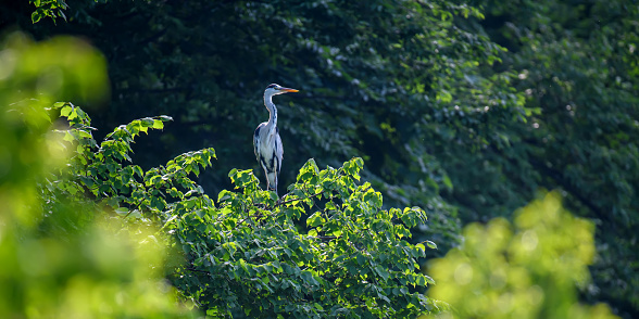 Big grey heron on the tree. Wild wading bird with long legs and beak on branch