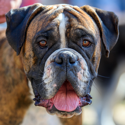 Close funny Boxer Dog portrait with open mouth and protruding tongue