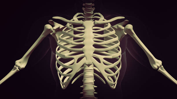 istock Human rib cage anatomy background 1388111765