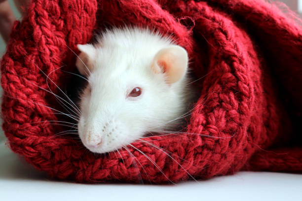 istock Cute albino white domestic rat rest on red wool scarf 1388112901