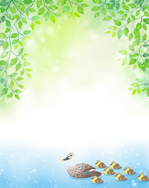 ilustrações de stock, clip art, desenhos animados e ícones de swimming spot-billed duck family in the forest fountain - duckling parent offspring birds