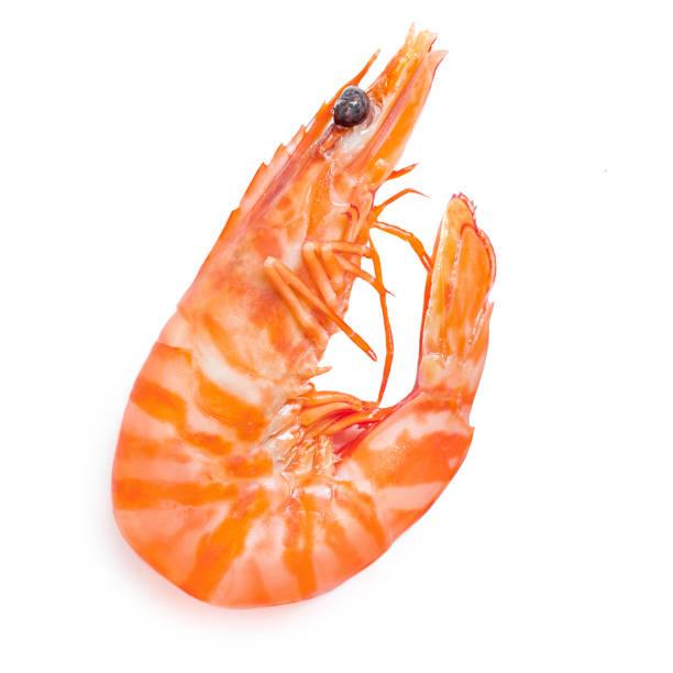 Unpeeled Shrimps isolated on white background. Seafood concept. Red cooked prawn Top view"n Unpeeled Shrimps isolated on white background. Seafood concept. Red cooked prawn Top view"n food state preparation shrimp prepared shrimp stock pictures, royalty-free photos & images