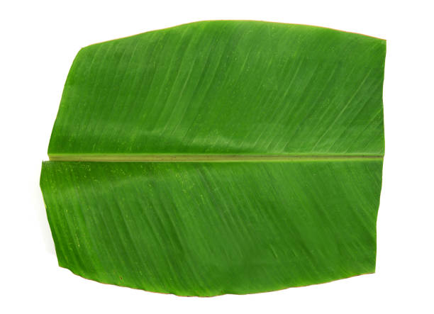 Banana leaf isolated on white background