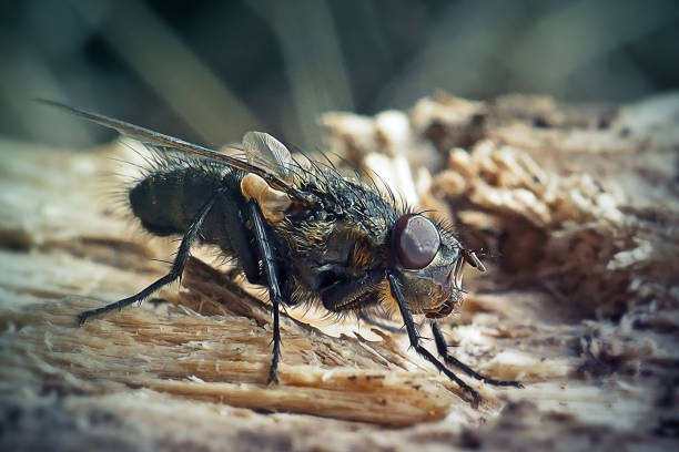 istock Calliphora vicina Blue Bottle Fly Insect 1388119748