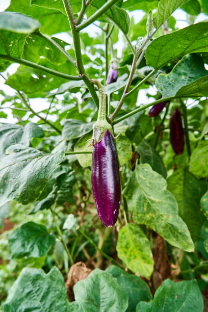 istock close up of fresh eggplant 1388120855