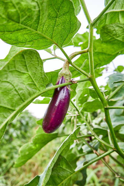 istock close up of fresh eggplant 1388120970