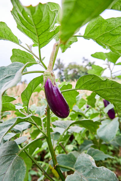 istock close up of fresh eggplant 1388121032