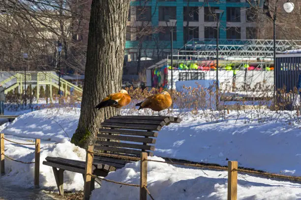 Photo of Two ruddy shelducki on a bench in the winter park.