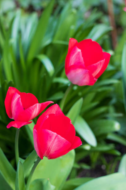 istock Garden tulips growing early spring 1388121147