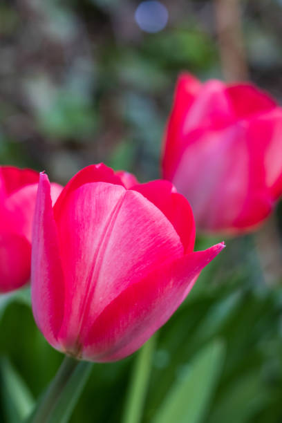 istock Garden tulips growing early spring 1388121260