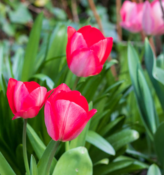istock Garden tulips growing early spring 1388121288