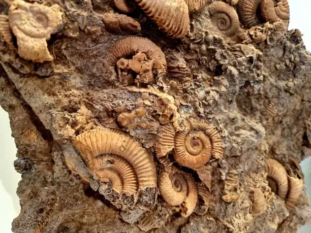 Ammonites inside a large rock. The ammonites where living between 409 and 65 million years ago (Mya).