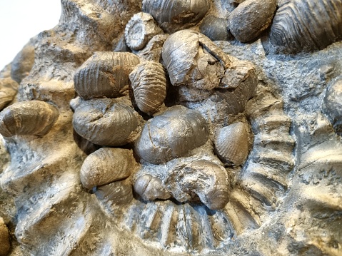 Ancient seashell fossils in the desert of Fayoum in Egypt