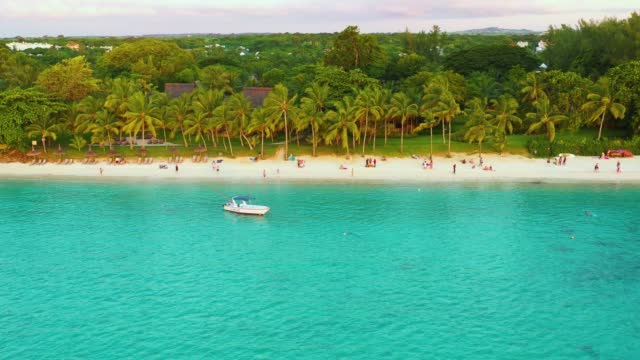 Palm trees on the sandy beach and turquoise ocean from above. beautiful beach lagoon. Located in martinique.