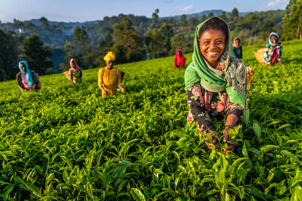 afrikanische frauen zupfen teeblätter auf plantage, ostafrika - tea crop picking agriculture women stock-fotos und bilder