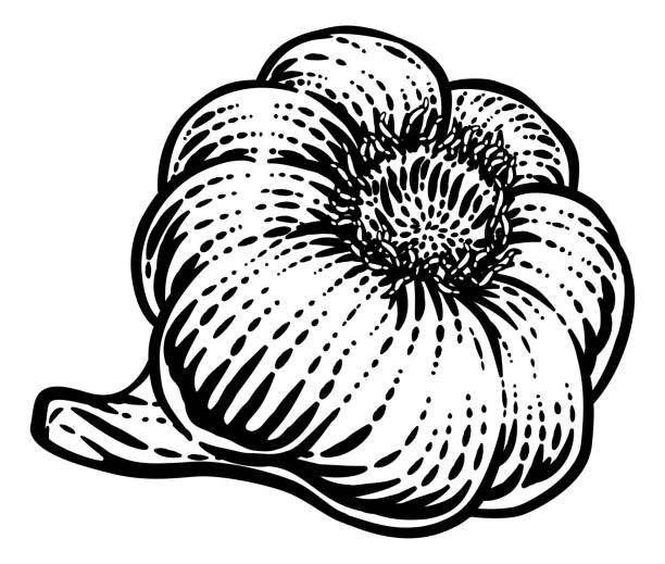 Garlic Vegetable Vintage Woodcut Illustration Garlic vegetable illustration in a vintage retro woodcut etching style. garlic bulb stock illustrations