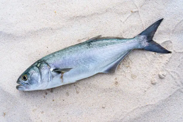 Freshly caught Bluefish on the sand on the beach in Melbourne Beach, Florida