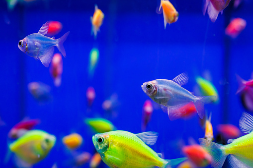 assortment of Ternetia Glofish on blue background in aquarium