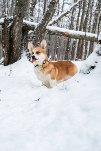 istock Welsh Corgi Pembroke in the winter forest 1388130932