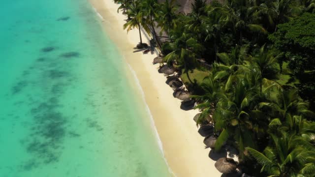 Aerial drone shot in sunny day time. Close up fly over palm trees mangrove forest and beautiful beach lagoon. Located in martinique.