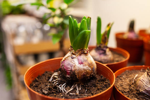 Plants and flowers on the shelf. Hyacinth