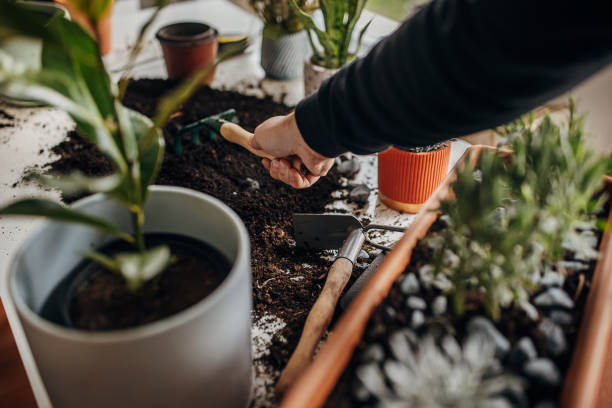 istock Man planting house plants at home 1388134239