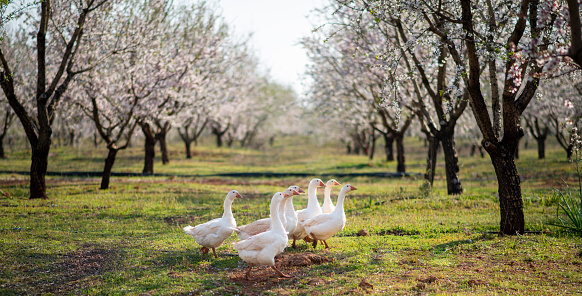 White geese and rooster running among spring flowers
