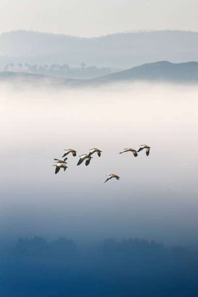 istock Flying birds. Foggy nature background. 1388135303