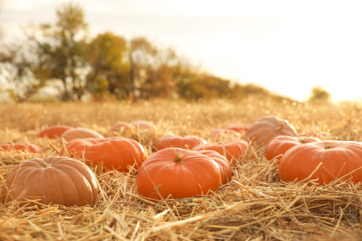 Ripe orange pumpkins among straw in field