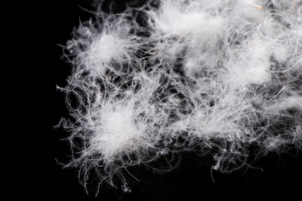 istock close up of white down feathers on black background 1388136167
