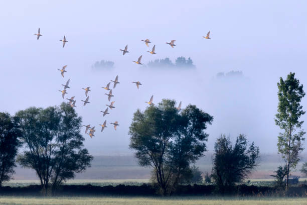 istock Flying birds. Foggy nature background. 1388136242