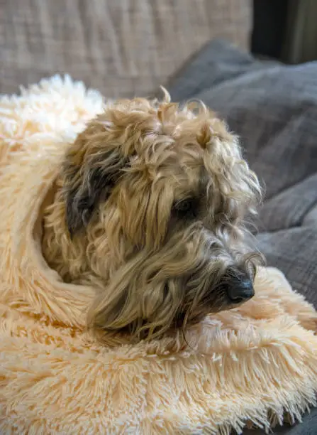 Photo of A red-haired shaggy dog is lying on the sofa on pillows.