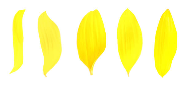 istock Bright yellow sunflower petals on white background, banner design 1388136673