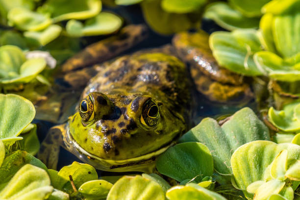 istock An American Bullfrog in Tucson, Arizona 1388138032