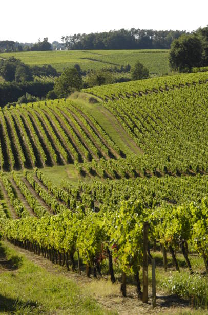 istock Vineyard hillsides in Gironde 1388138382