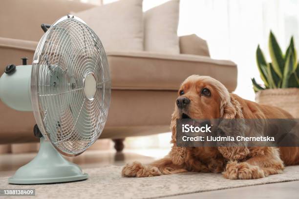 English Cocker Spaniel Enjoying Air Flow From Fan On Floor Indoors Summer Heat Stock Photo - Download Image Now
