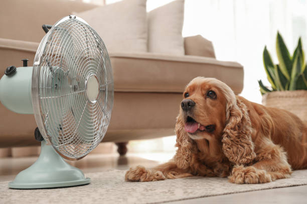 english cocker spaniel enjoying air flow from fan on floor indoors. summer heat - color image animal dog animal hair imagens e fotografias de stock