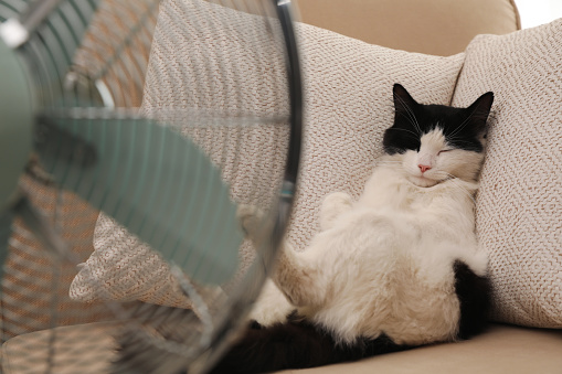 Lindo gato esponjoso disfrutando del flujo de aire del ventilador en el sofá interior. Calor de verano photo