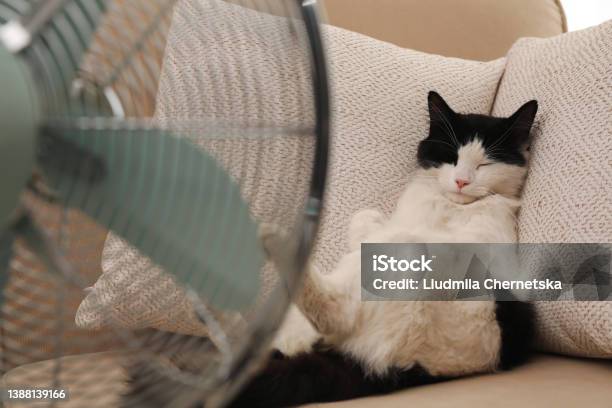 Cute Fluffy Cat Enjoying Air Flow From Fan On Sofa Indoors Summer Heat Stock Photo - Download Image Now