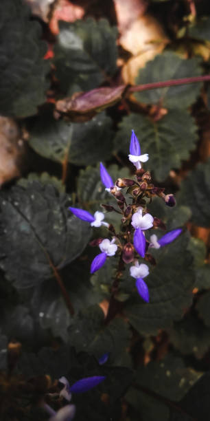istock little purple flower 1388139365