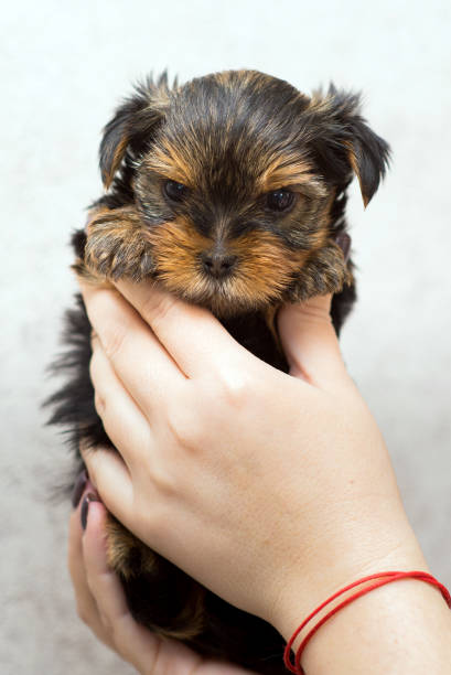 istock Yorkshire terrier puppy in hands close-up 1388139945