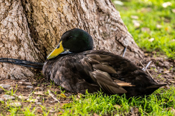 istock A large brown Mallard in Yuma, Arizona 1388140709